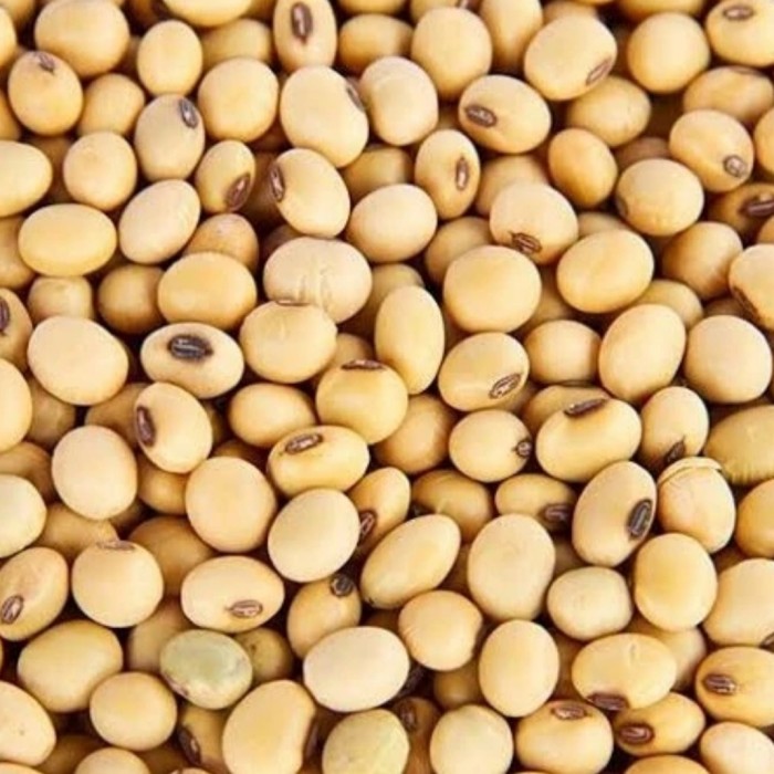 Kacang Kedelai Matang