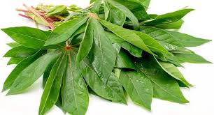 Daun Singkong