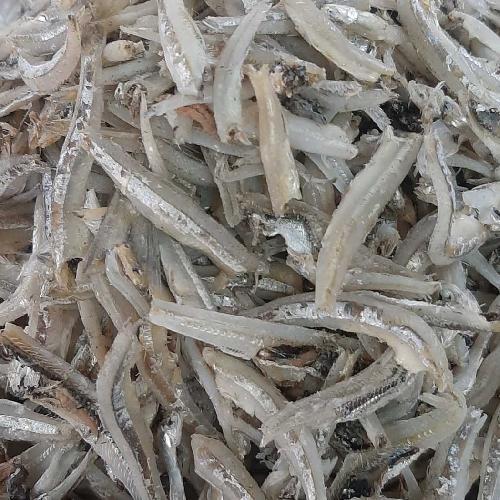 Ikan Teri Jengki